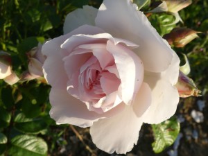 HELENS ROSE (floribunda)